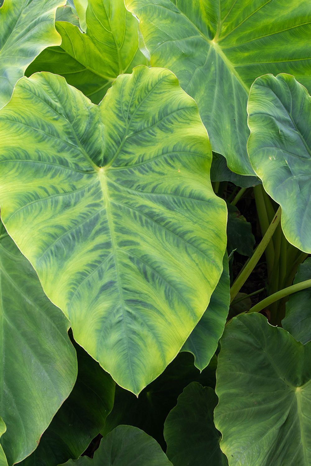 black knight philodendron for sale Black Cardinal Philodendron - Live Plant in a 4 Inch Pot