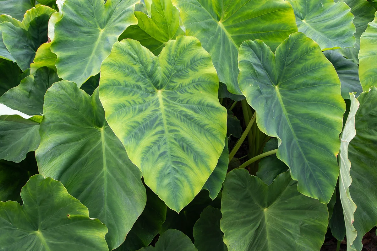 Image Of Colocasia Leaves