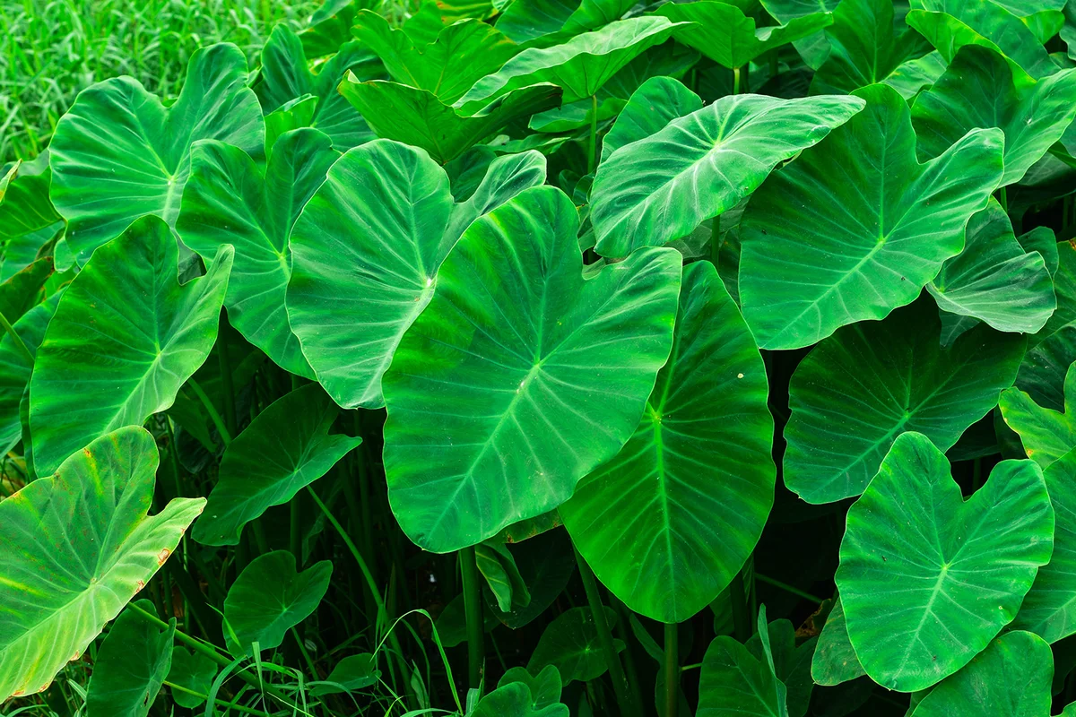Elena Elephant Ear
