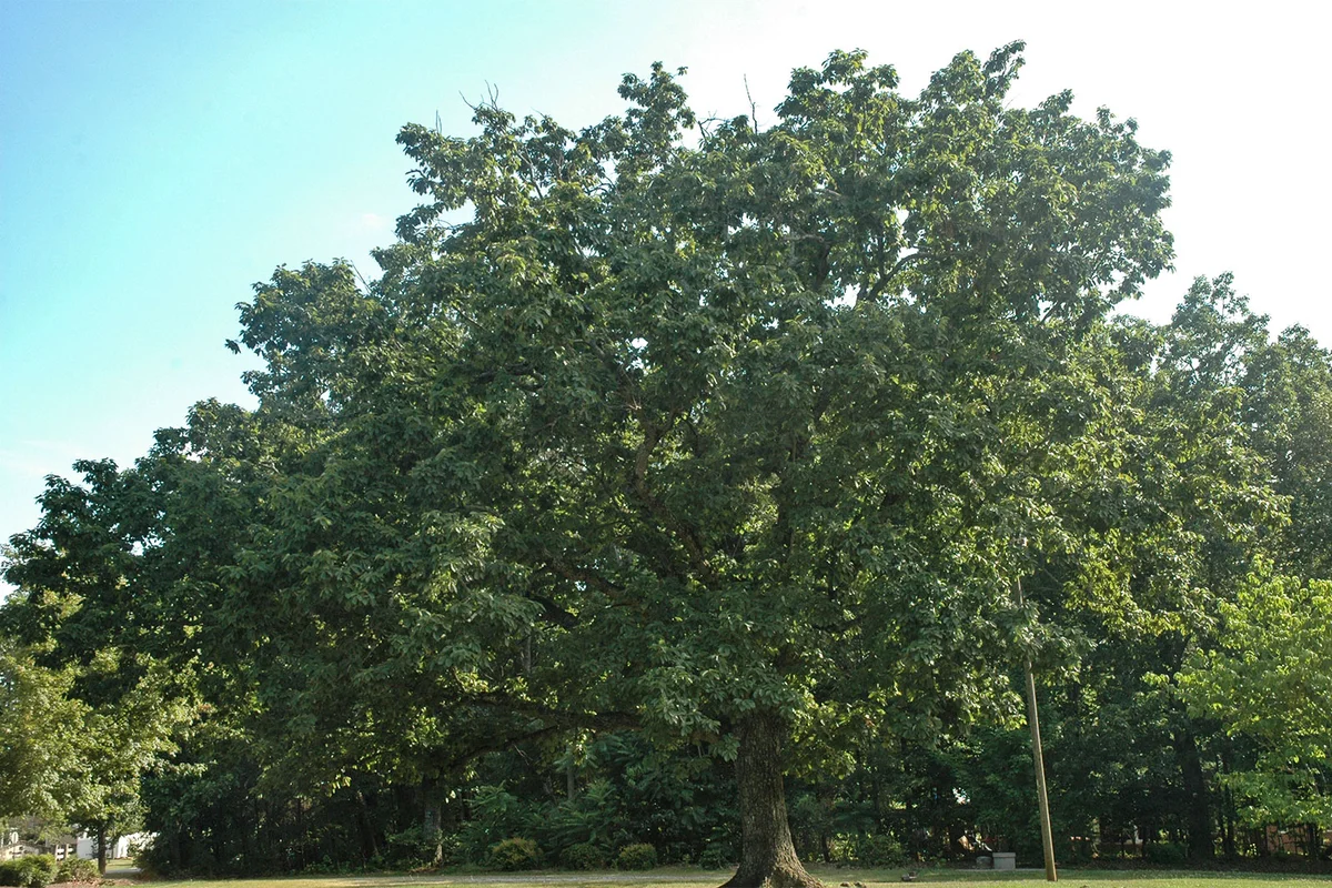 Chestnut Oak tree