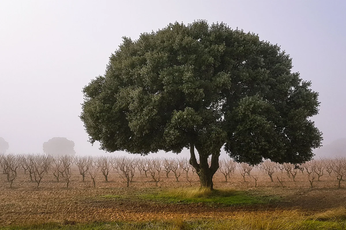 holm oak in a vineyard