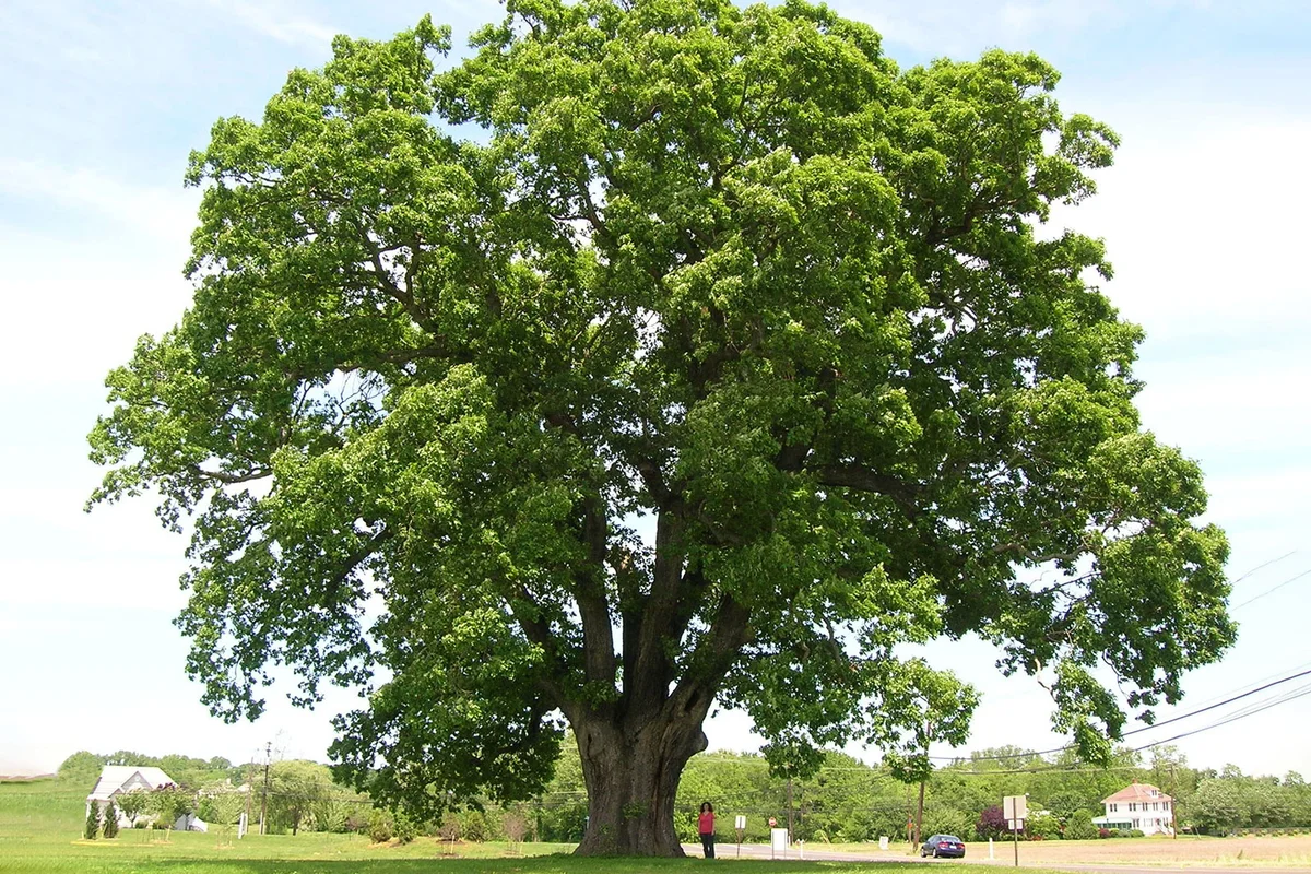 White Oak tree New Jersey