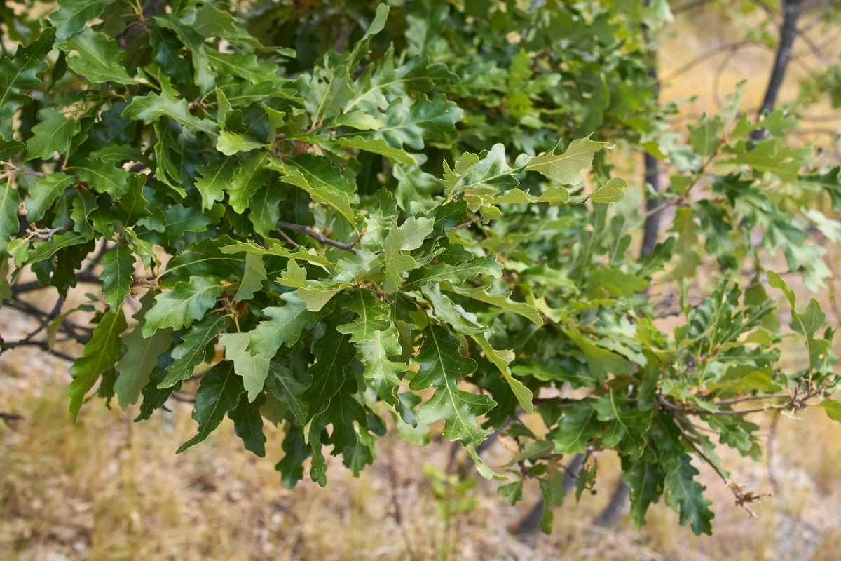 Quercus cerris tree Turkey Oak
