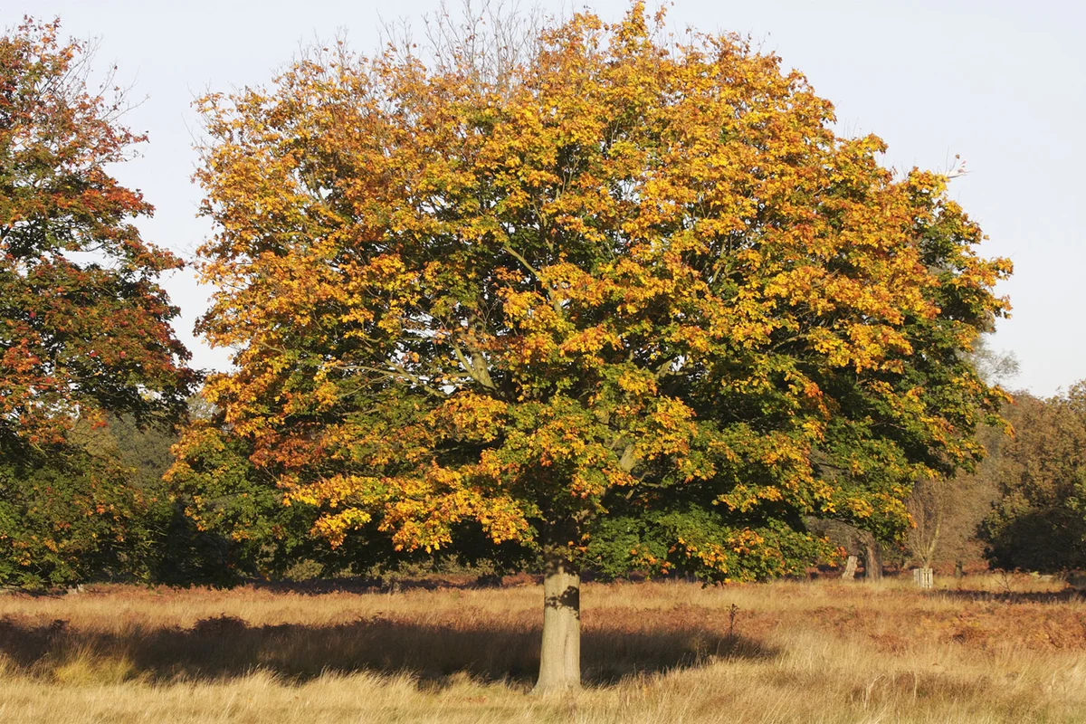 scarlet oak tree Quercus coccinea