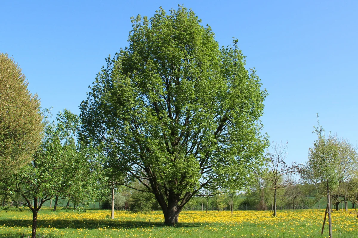 hungarian oak tree