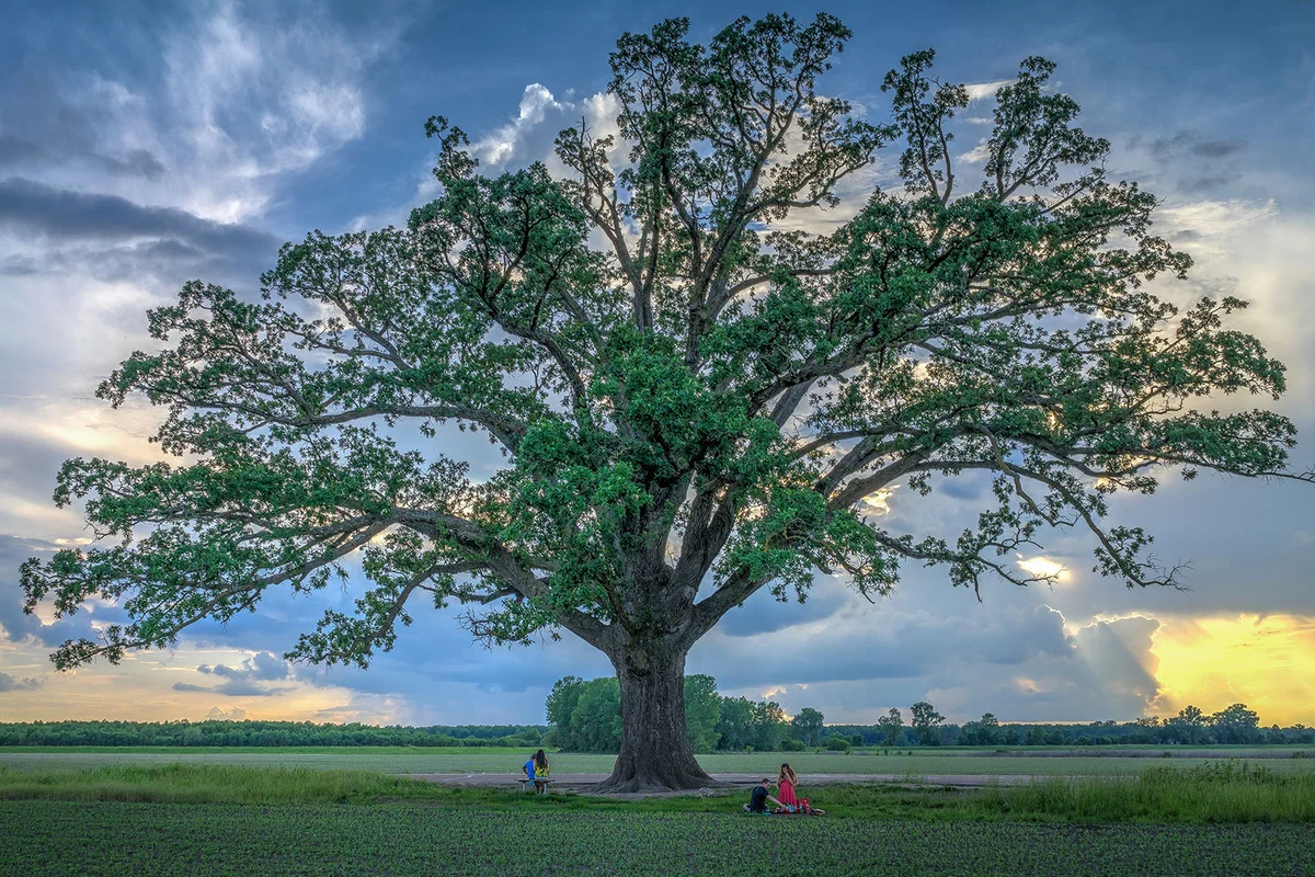 bur oak tree