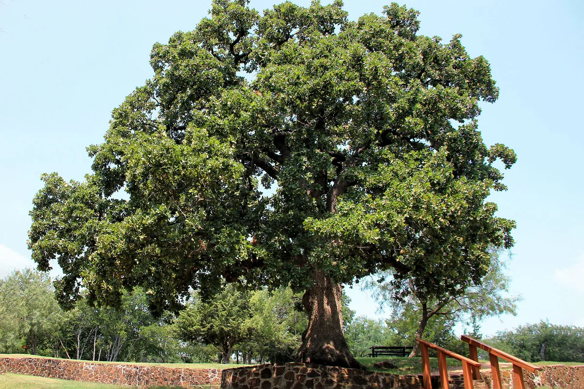 post oak tree