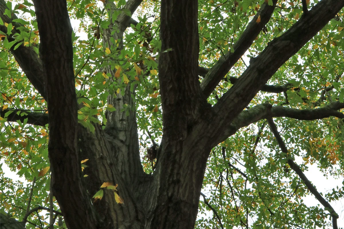 water oak tree
