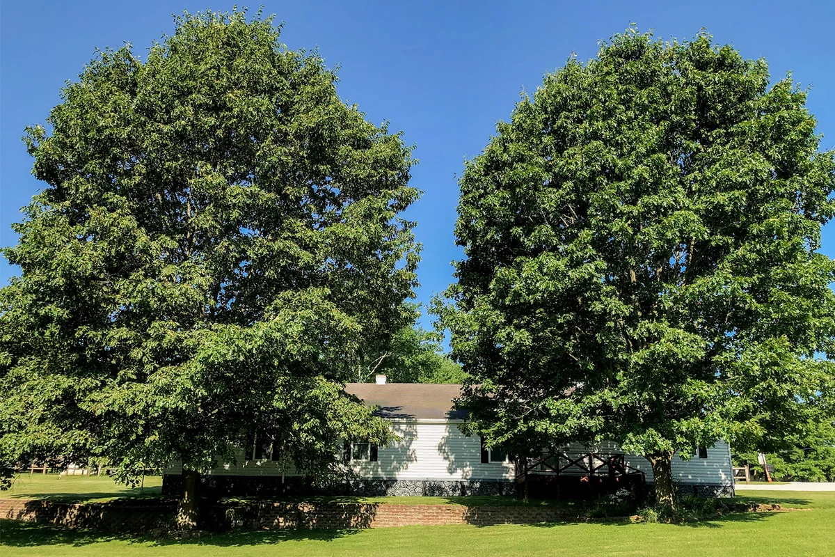 two mature pin oak trees