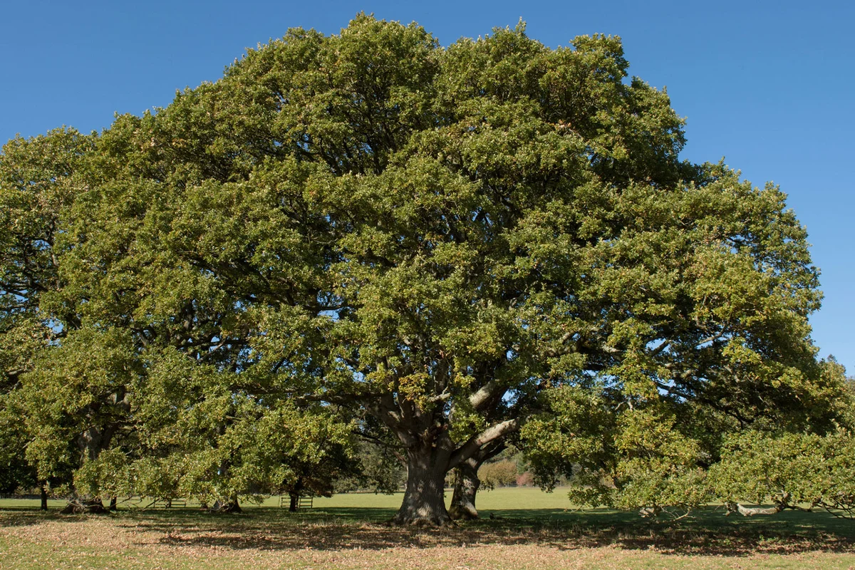 British Oak Tree