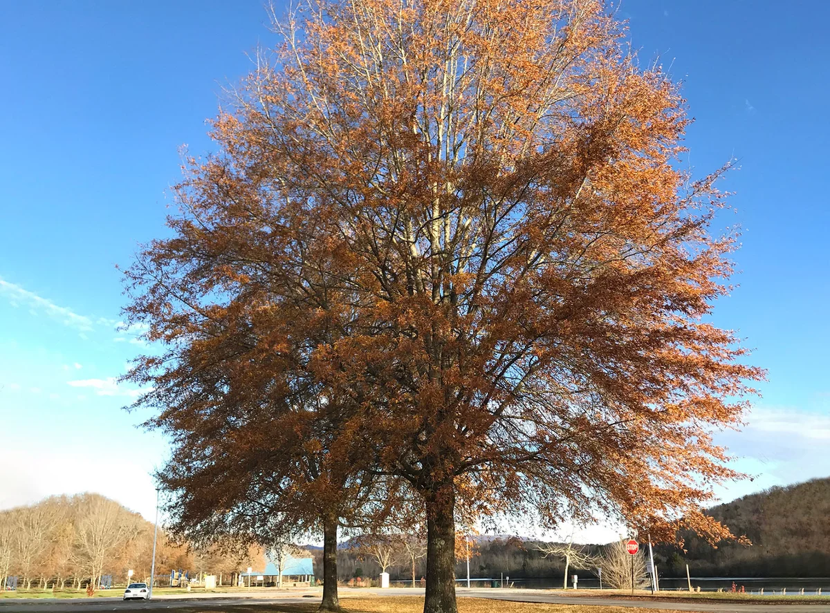 willow oak tree Tennessee