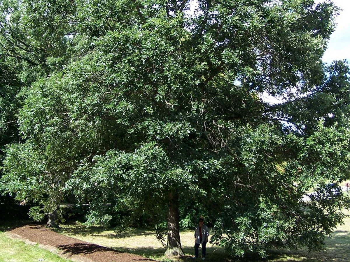 Swamp White Oak Tree