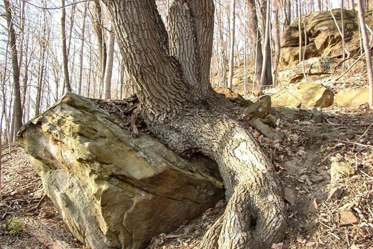 rock chestnut oak tree in Ohio