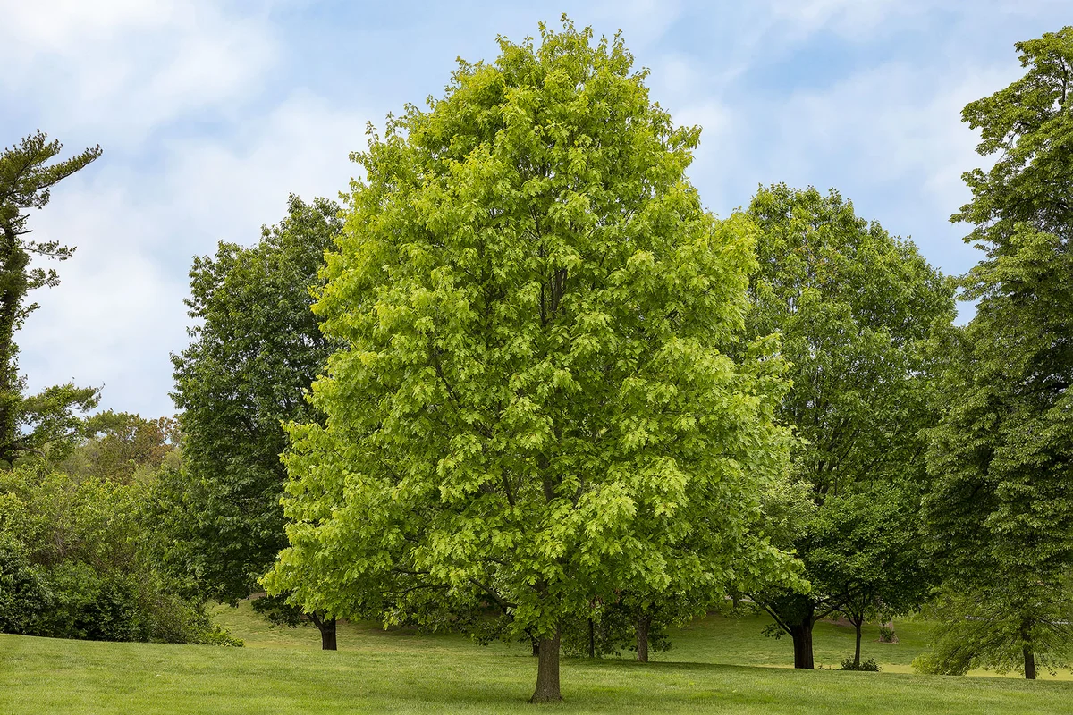 Northern Red Oak in Saint Louis, Missouri