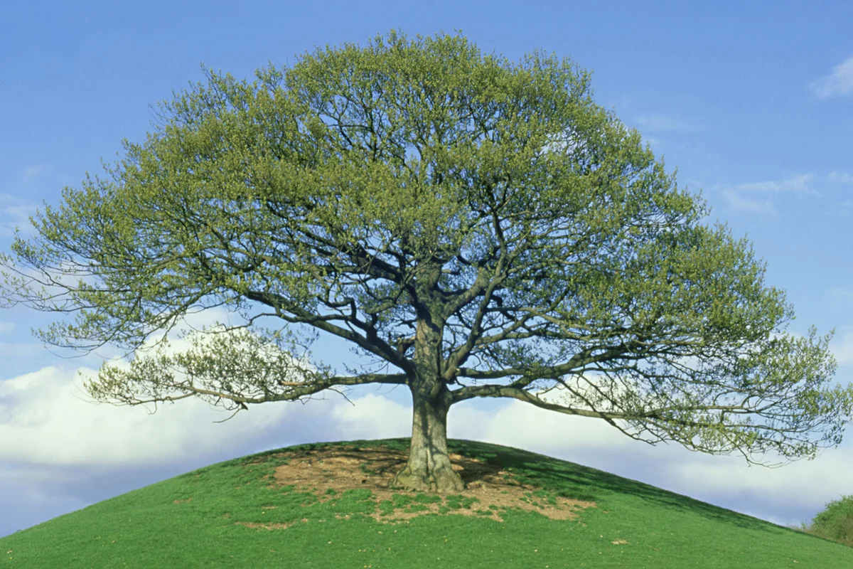 sessile oak tree in mid-wales, UK