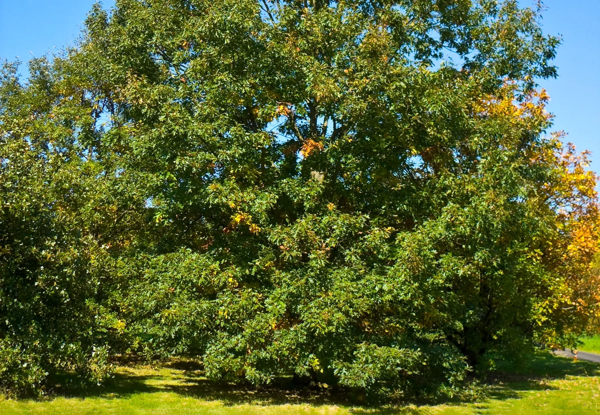 black oak tree