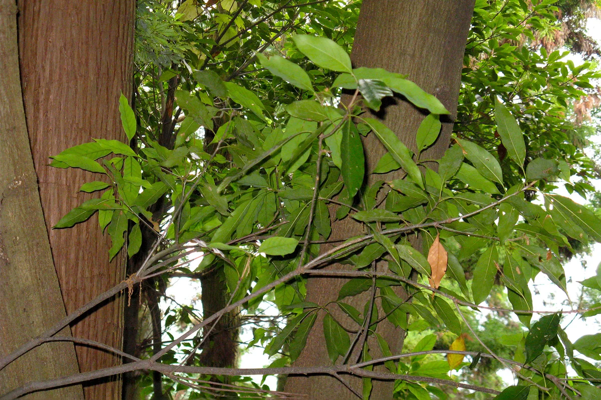 Japanese evergreen oak