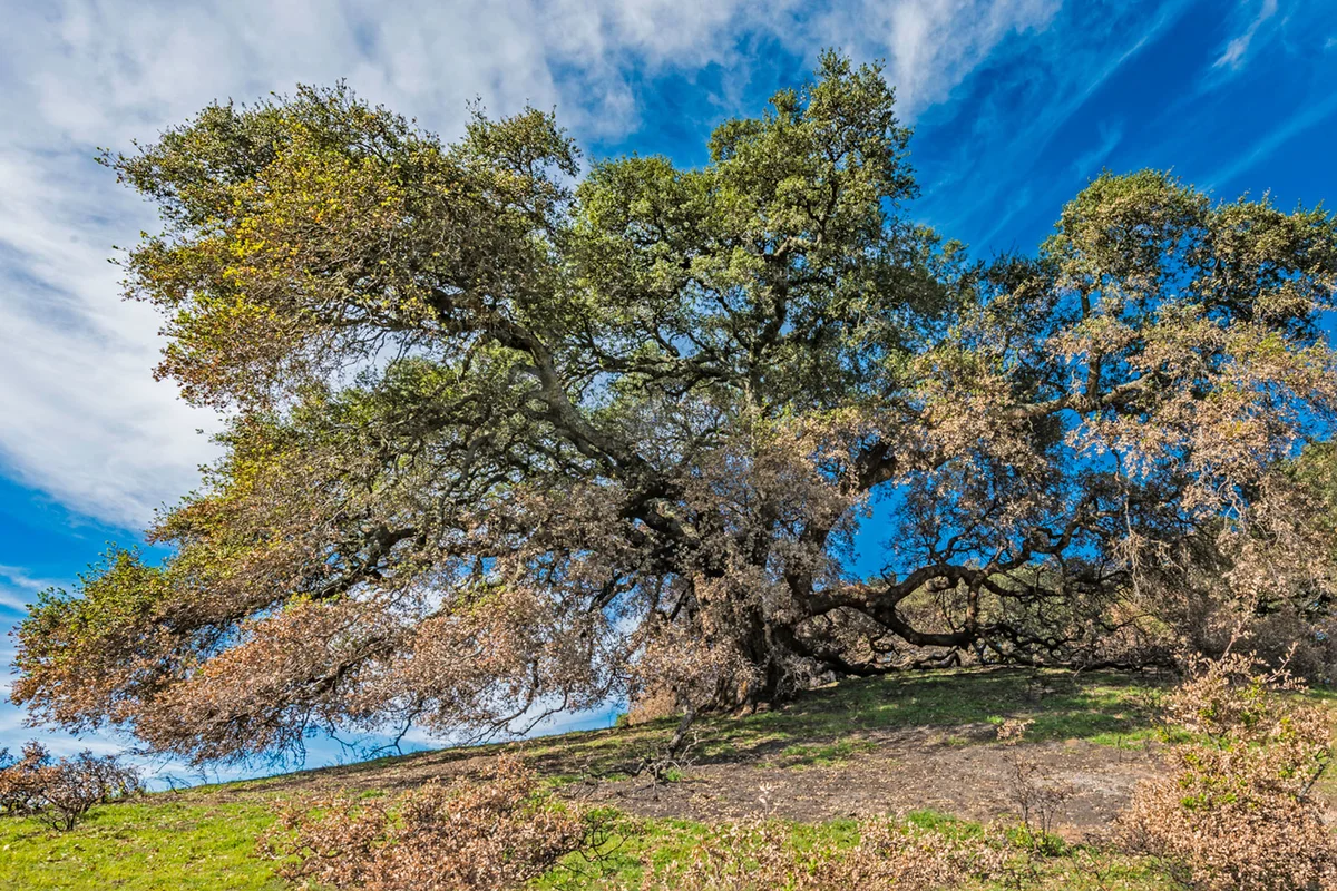 Coast live oak tree in Sonoma County California