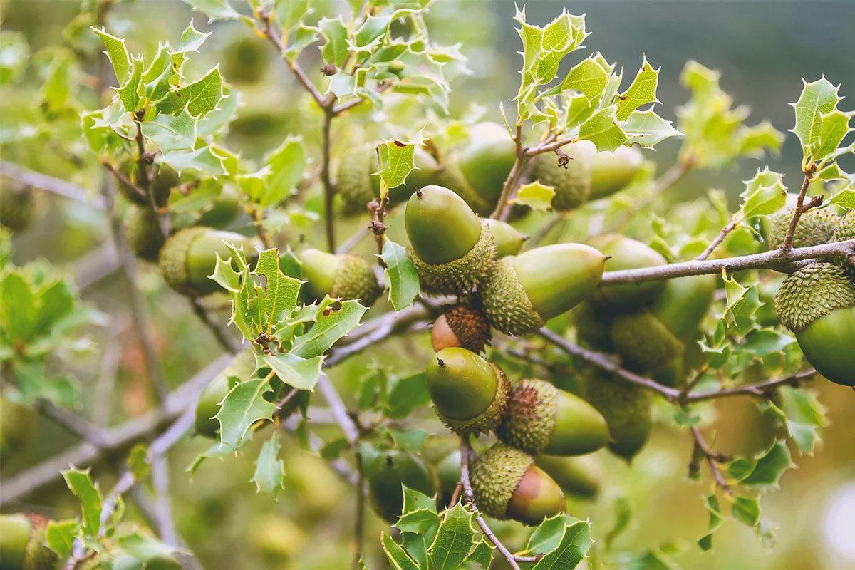 Kermes Oak in Spain
