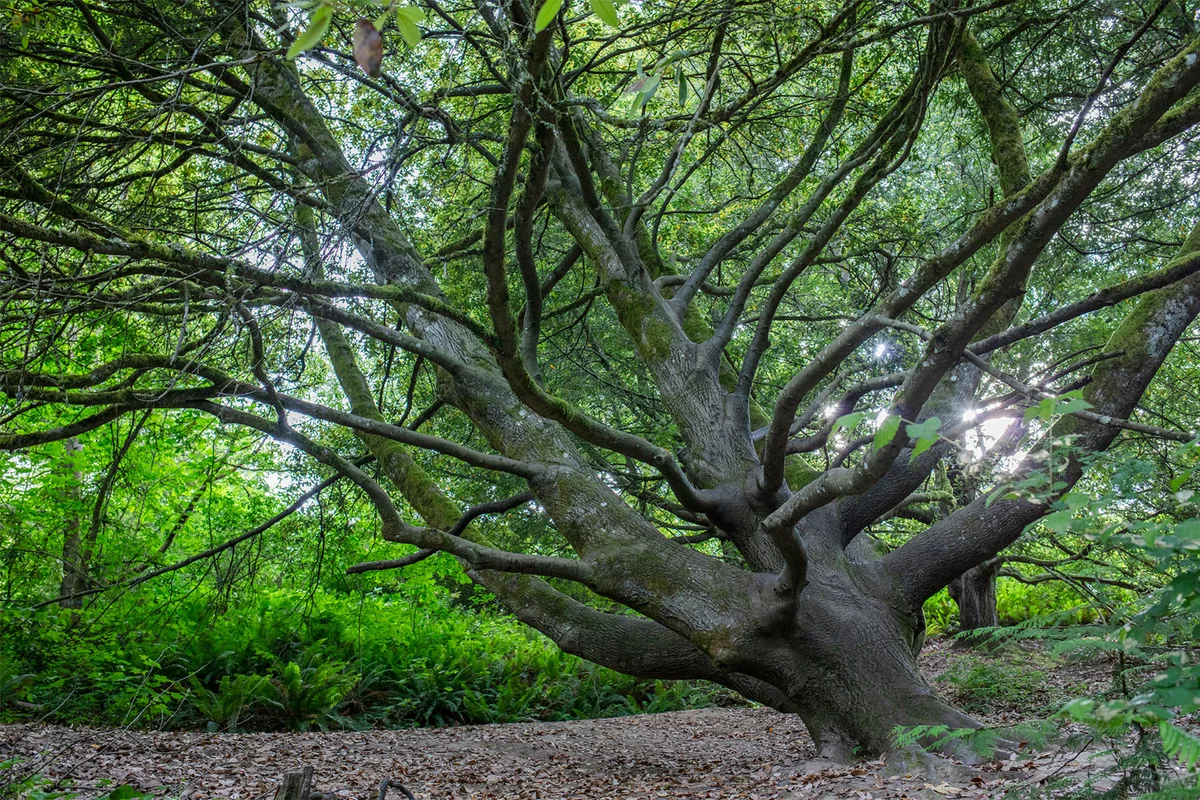 Tanbark oak tree in wilderness Oregon