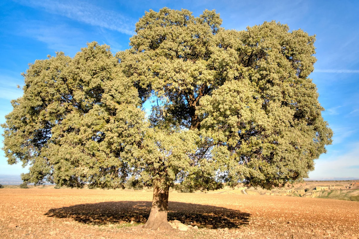 Holly Oak Tree in Spain