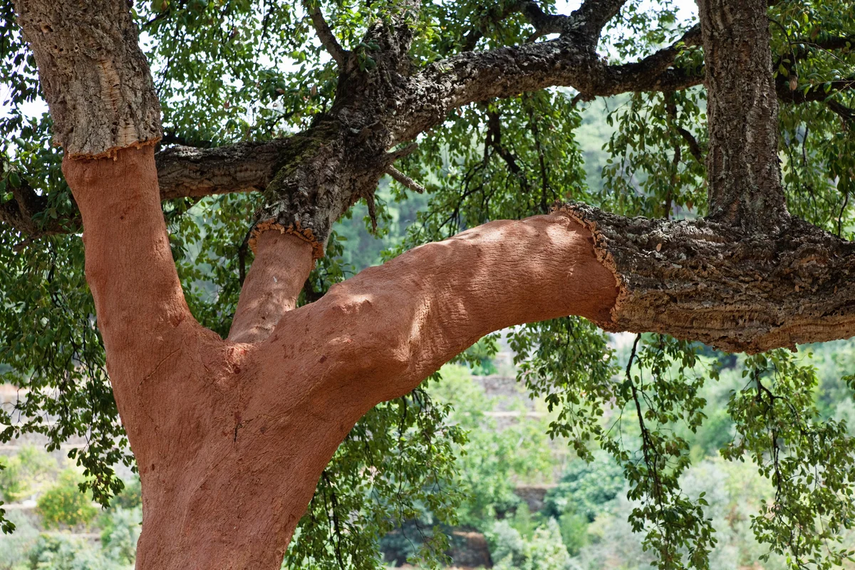 cork oak tree in Portugal