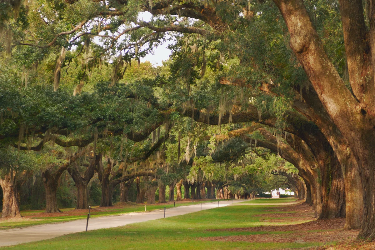 southern live oak trees