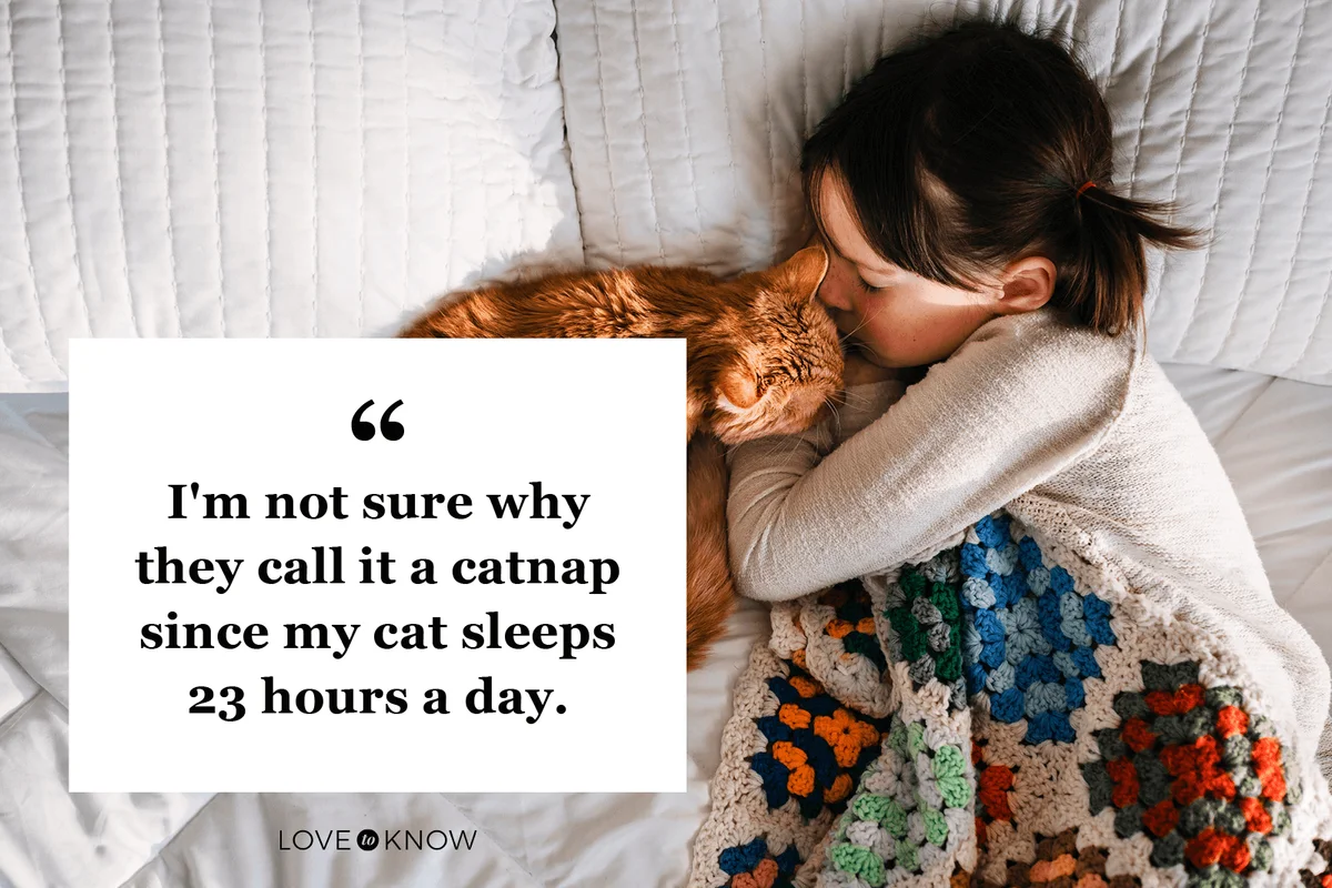 Restful Catnap Quote