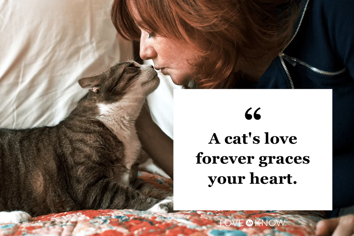 Cat Loss Short Quote to Cope With Loss
