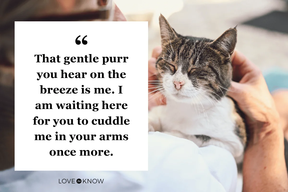 Rainbow Bridge Quote for Cats for a Perfect Farewell