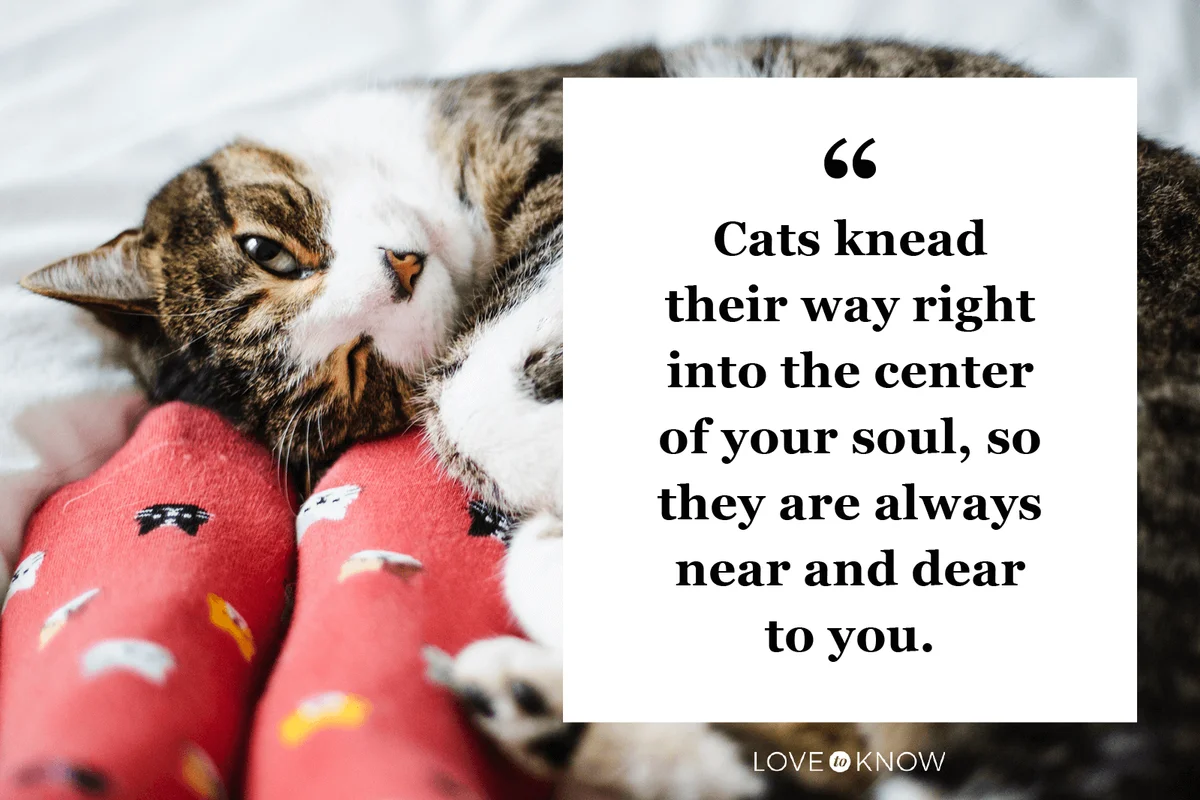 Beautiful Farewell Cat Death Quote