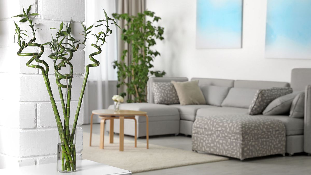 5 Ways to Use Lucky Bamboo for Luck, Happiness, & Wealth