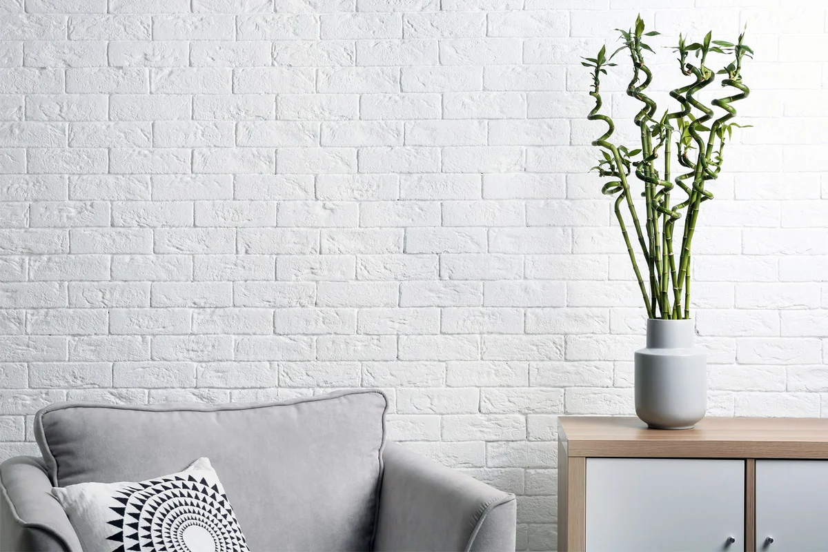 lucky bamboo in living room