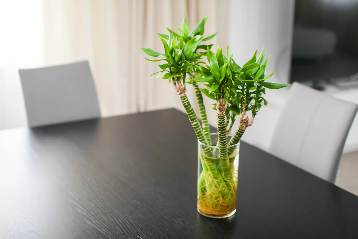 lucky bamboo in dining room
