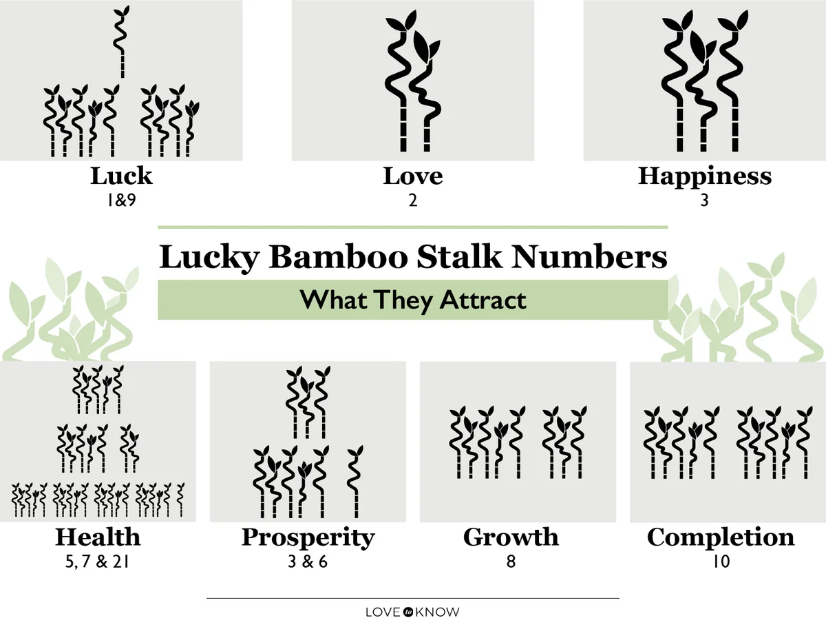 Lucky Bamboo Numbers Meaning