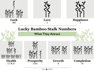 Lucky Bamboo Meaning and Symbolism of Stalk Numbers