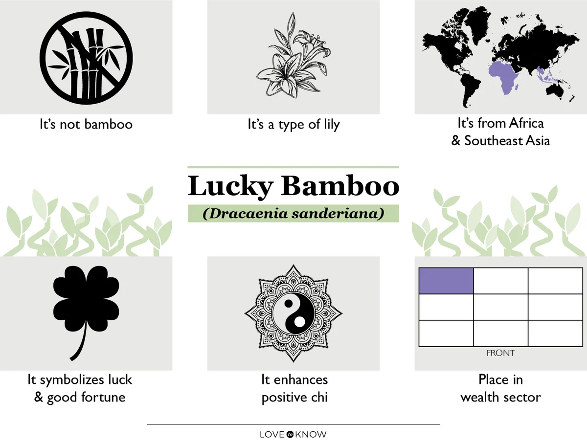 Lucky Bamboo Symbolism