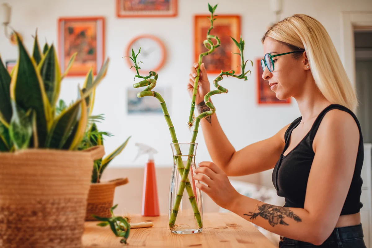 Woman Cares For Lucky Bamboo