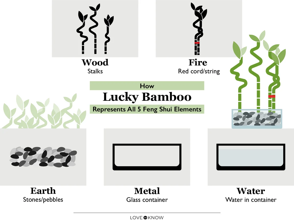 Lucky Bamboo and the Five Elements