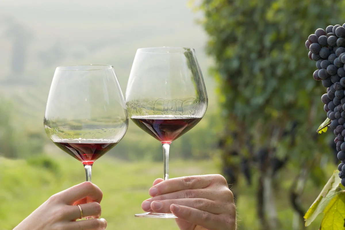 Couple toast with red wine in vineyard