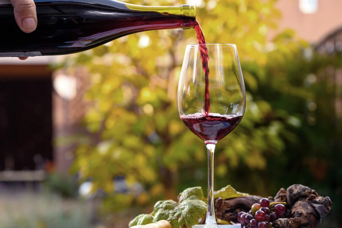 Pouring young red wine in glass during celebration of end of harvest