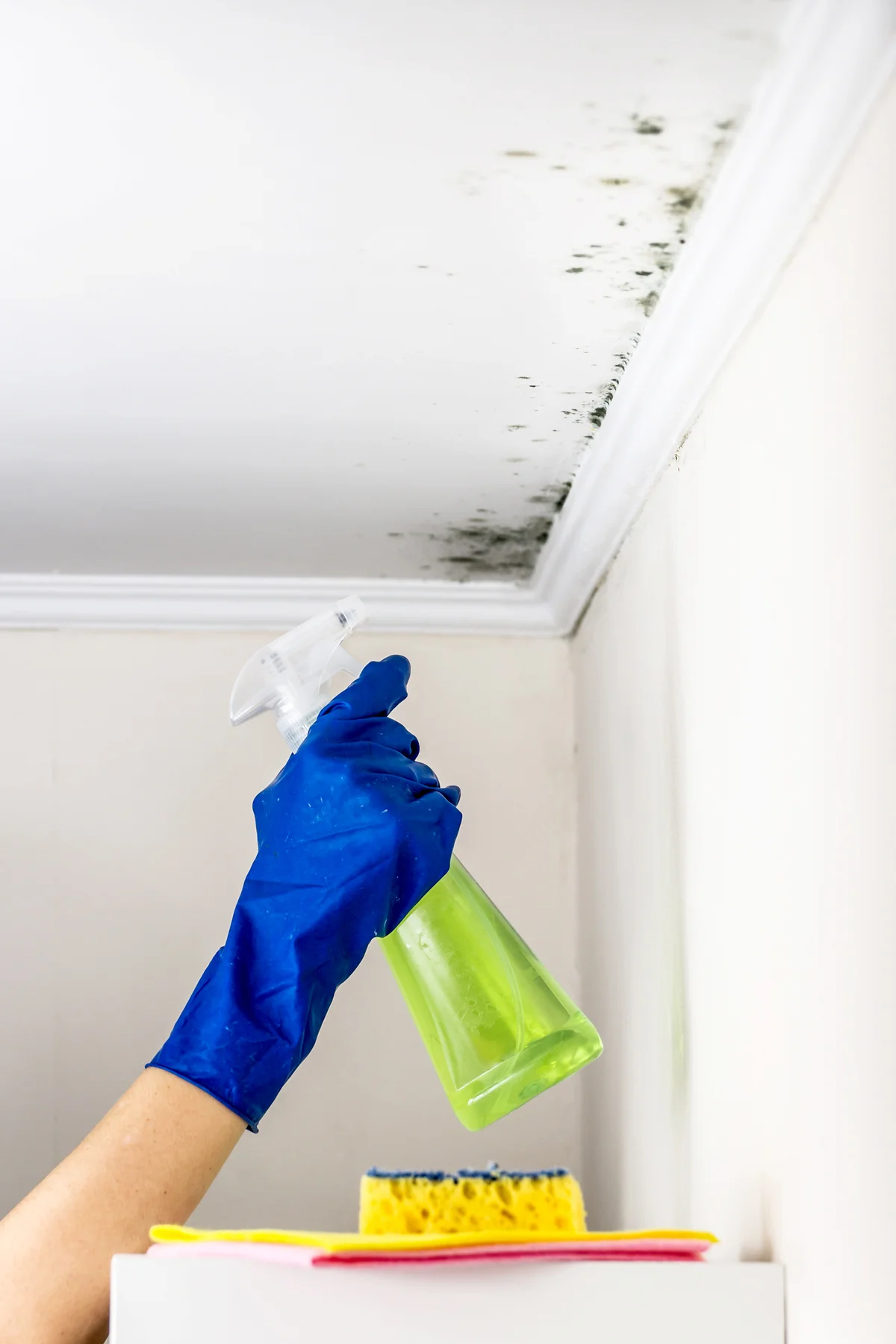 Removing mold from the living accommodation with cleaning substance