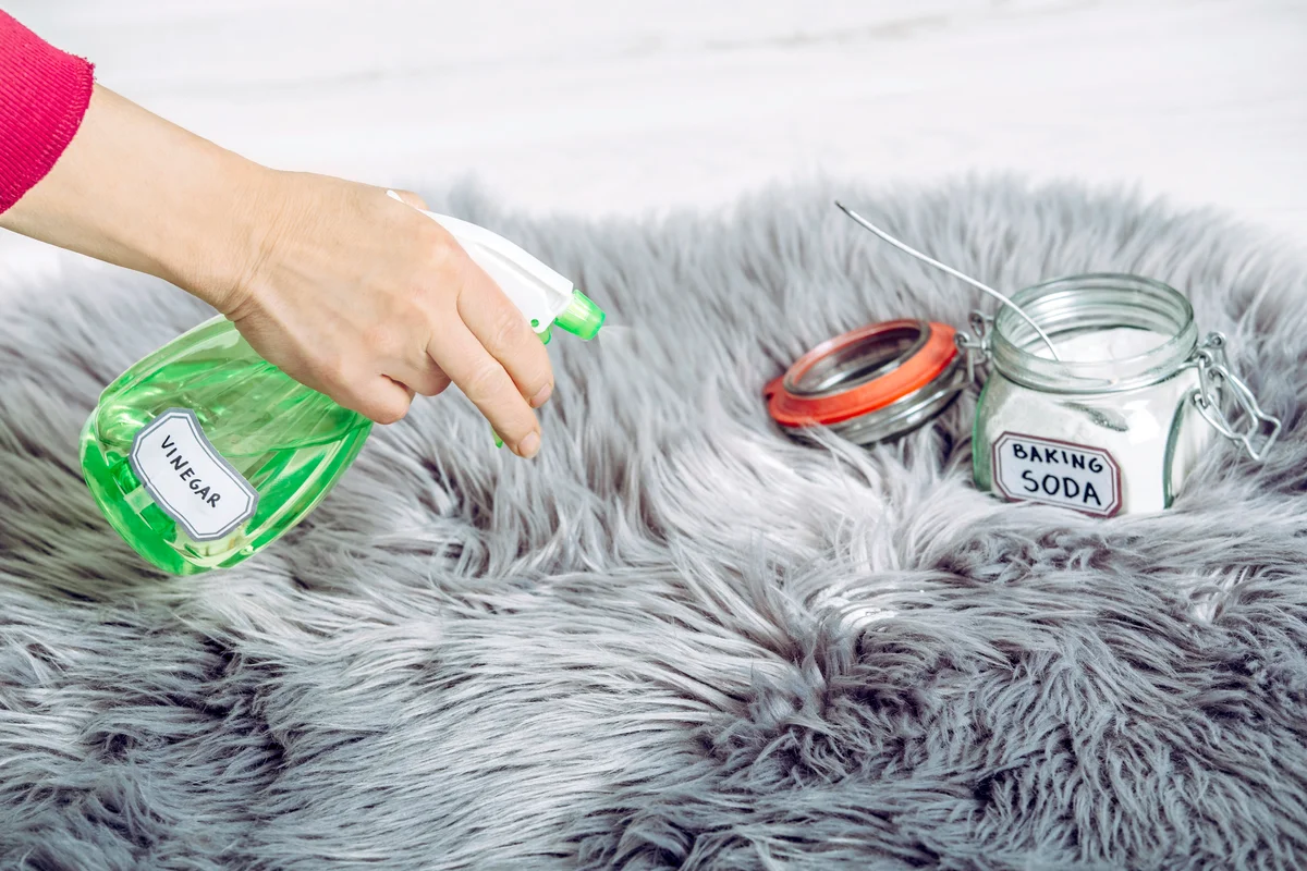 Using spray white vinegar dilution in long hair fur carpet for cleaning and stain removal