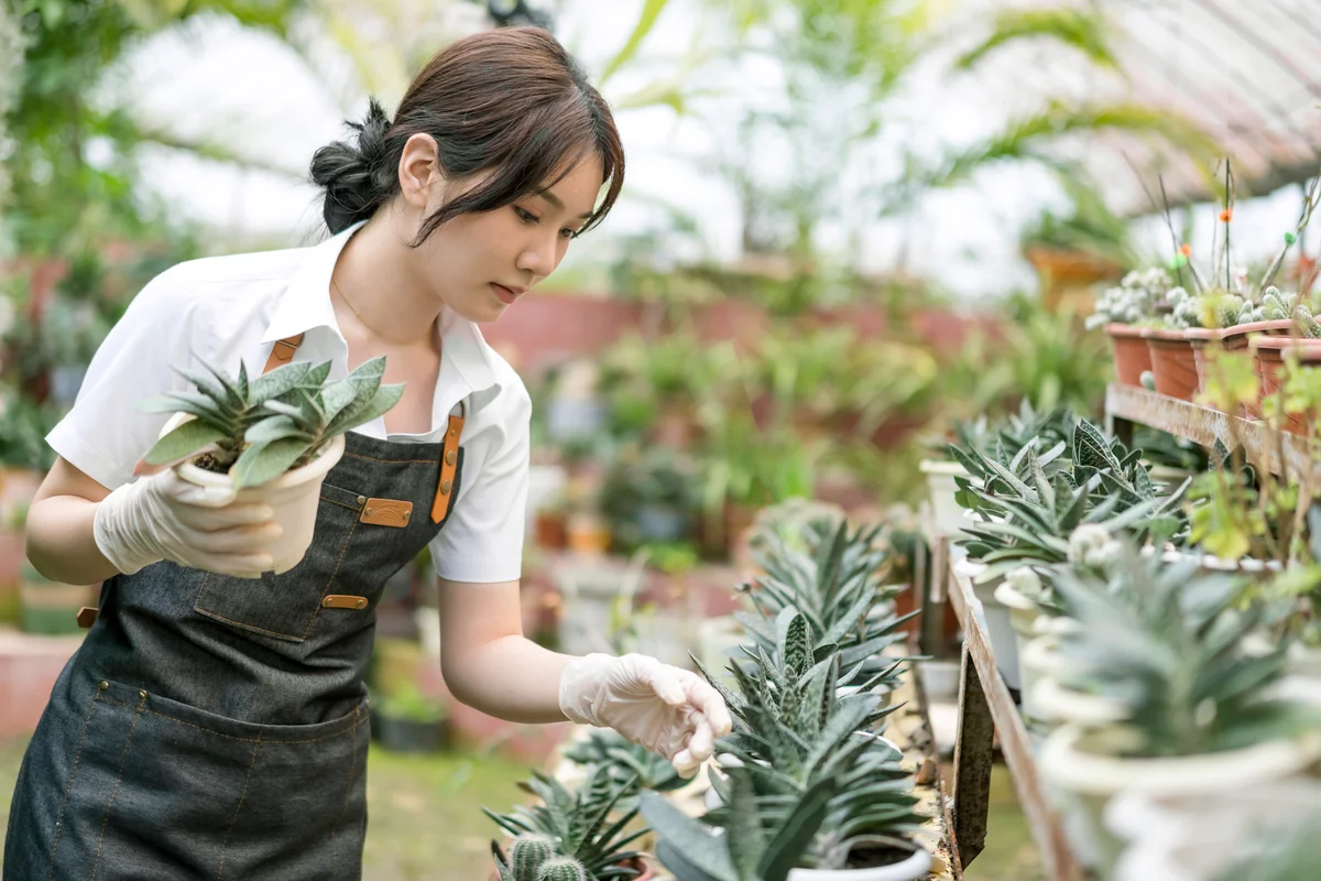 The female gardener holds a pot of plants in the greenhouse