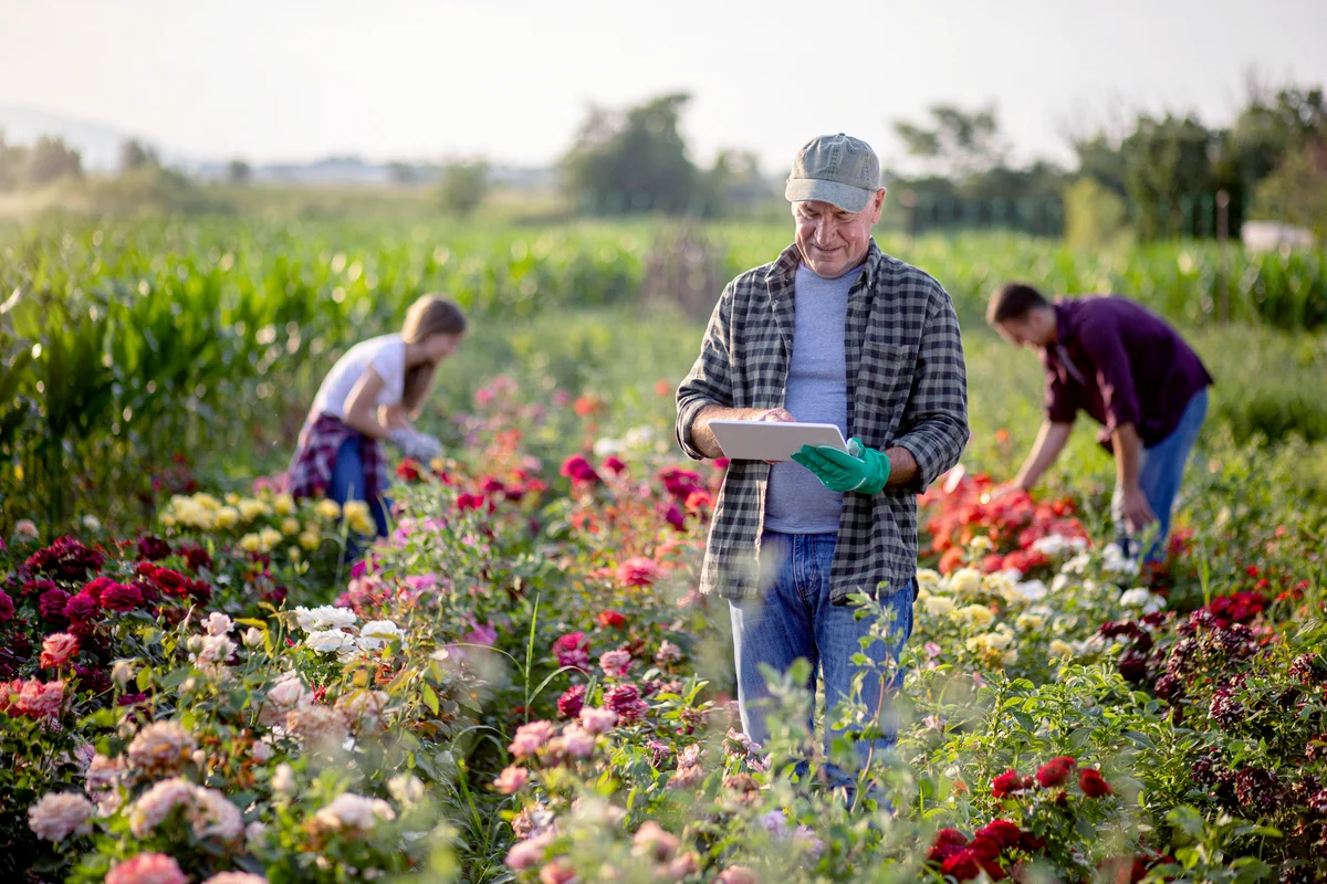 Gardener inspecting his flowers