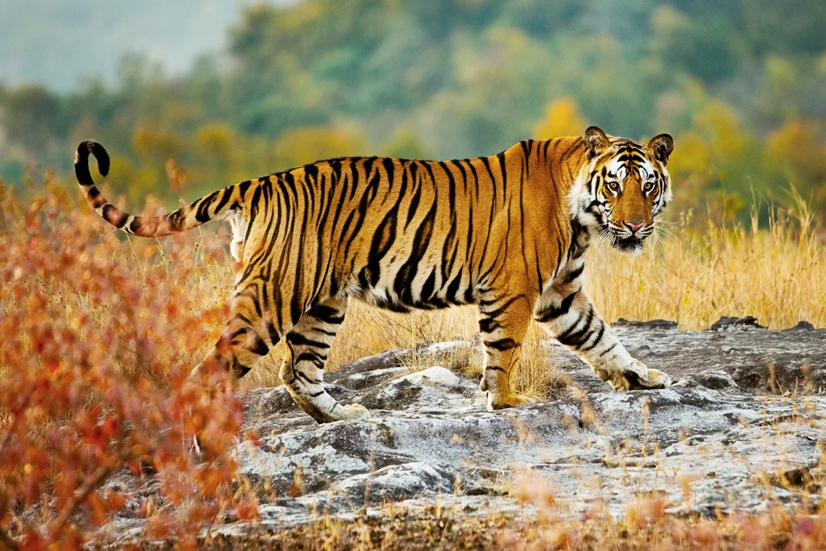A large tiger in Bandhavgarh National Park, Madhya Pradesh, India