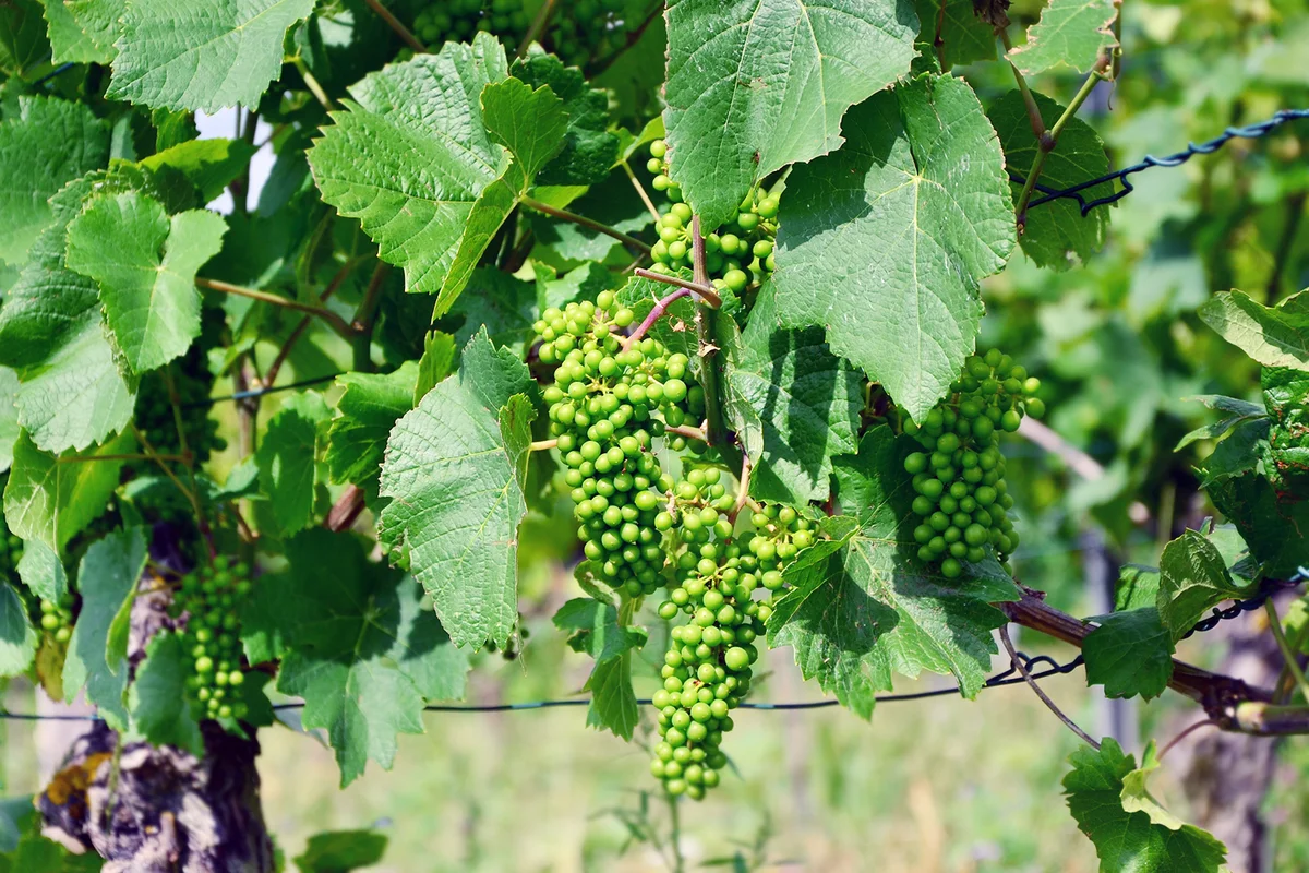 green grapes in Vineyards between Meersburg and Hagnau at the Lake Constance, Germany