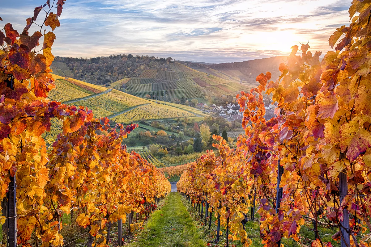 Colourful grapevines for winemaking arout Uhlbach and Rotenberg, Stuttgart, Baden-Württemberg, Germany