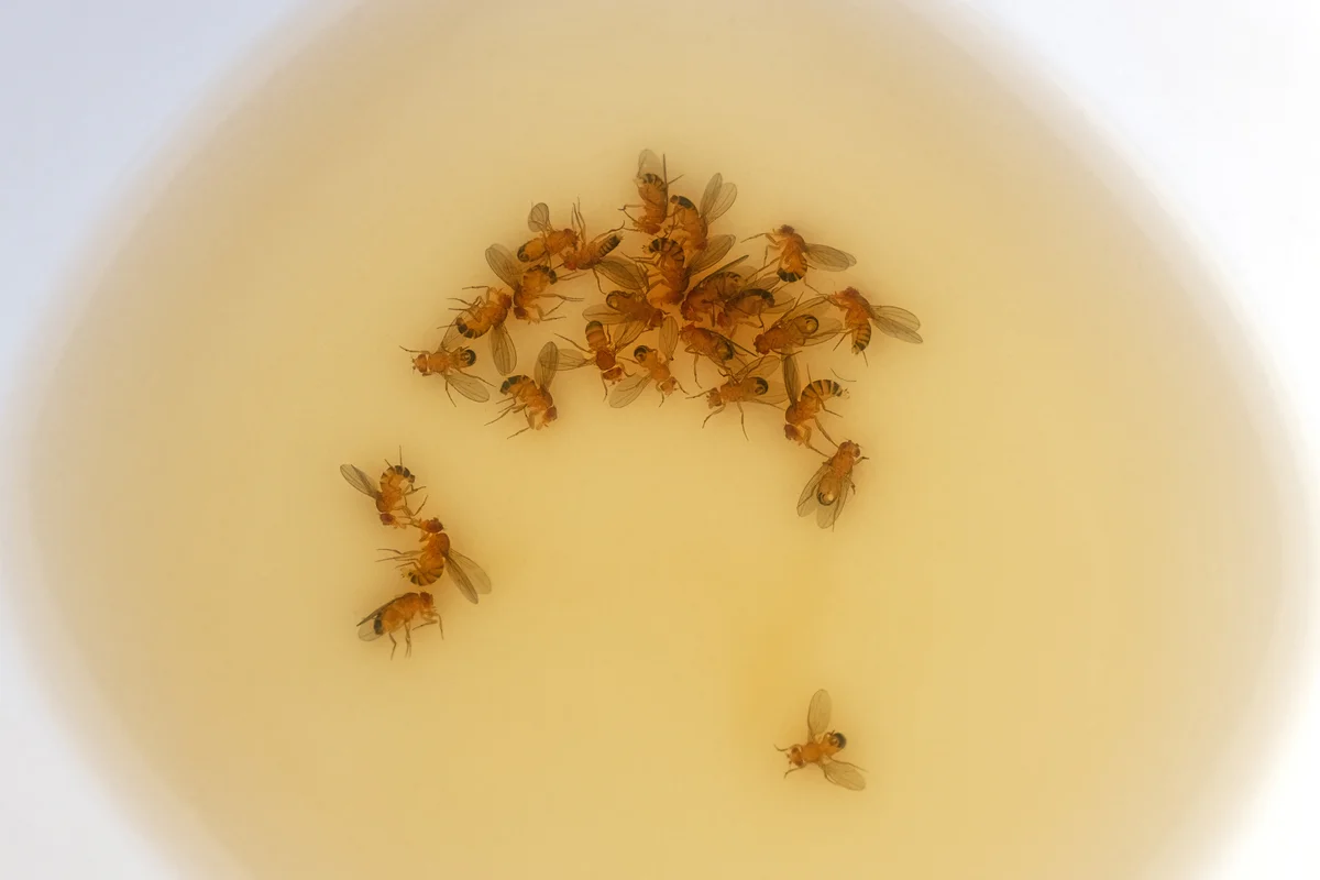 Drowned fruit flies in a small bowl of vinegar, water and dish soap