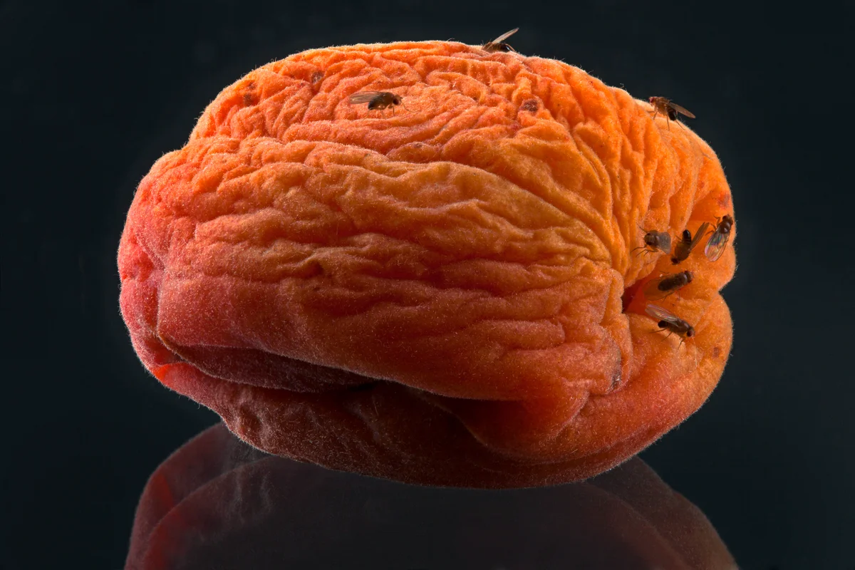Fruit flies on a rotting wrinkled peach
